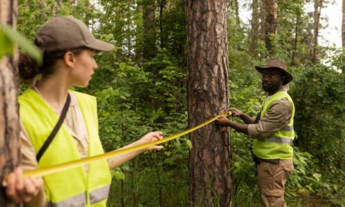 Projetos de Preservação Ambiental: Estudos